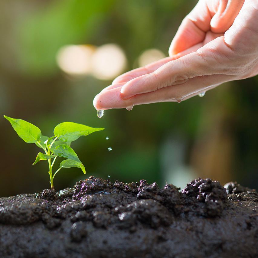 soil-8080788_1280